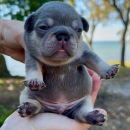 Lilac and Tan Boy - Tricolors male French Bulldog puppy in Gulf Breeze, Florida from SW Frenchies