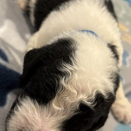 Goldendoodle and Poodle Puppies from Southern Stroll Poodles & Doodles