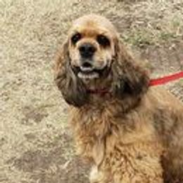 Cowboy - Cocker Spaniel