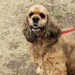 Cowboy - Cocker Spaniel