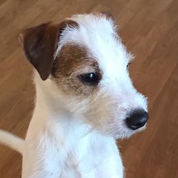 Parson Russell Terriers from Monika's Parson Russell Terriers