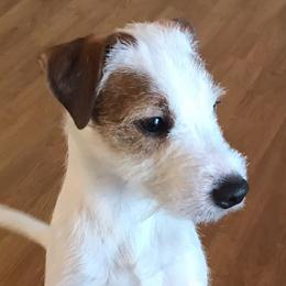 Parson Russell Terriers from Monika's Parson Russell Terriers