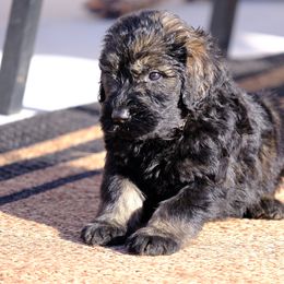 Giant Schnauzer Puppies from Schnauzer Ranch