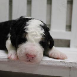 Tri Girl 3 - Tri-color female Bernedoodle puppy in Belgreen, Alabama from Scott’s Farm Poodles and Doodles