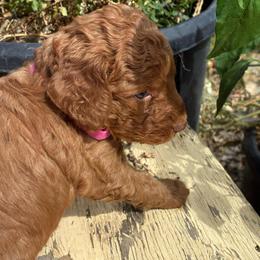 Milkshake - Caramel red female Labradoodle puppy in Montrose, Colorado from Ithilien Labradoodles