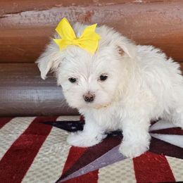 June - Maltese puppy from PBJ Farms