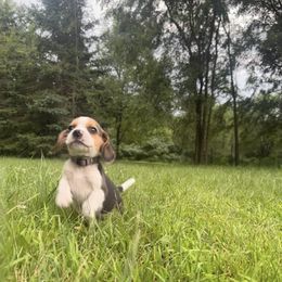 Oak - Black tan and white male Beagle puppy in St. Cloud, Minnesota from Beagle Blessings