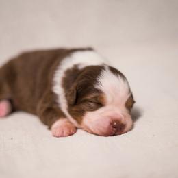 Australian Shepherd Puppies from Lilyoaks Australian Shepherds