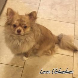 Chihuahua All Grown Up from Lucas Chihuahuas