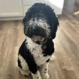 Mirabelle - Goldendoodle