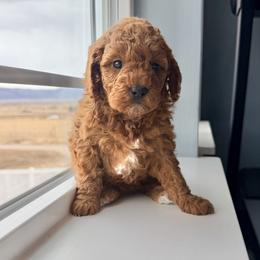 Miso - Red  female Goldendoodle puppy in Mount Pleasant, Utah from Betty's Goldendoodles