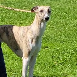Windsprites from Tova Sighthounds
