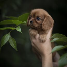 Cavalier King Charles Spaniel and Golden Retriever Puppies from Tsarevich Goldens and Cavaliers