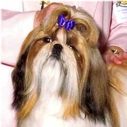Shih Tzu adult dog