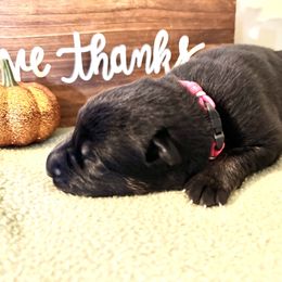 Girl 2 - German Shepherd puppy in Grand Rapids, Michigan from Redmond German Shepherds