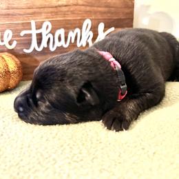 Girl 2 - German Shepherd puppy in Grand Rapids, Michigan from Redmond German Shepherds