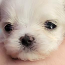 Maltese from Alexis Maltese