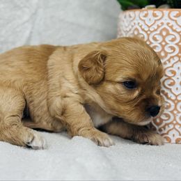 Mary - Red female Cavapoo puppy in Miami, Oklahoma from BriarCreek Mini Aussies & Doodles