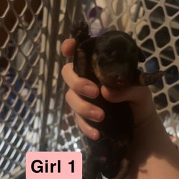 Girl 1 - Black and tan female Dachshund puppy in Belton, South Carolina from Amy’s Dachshunds