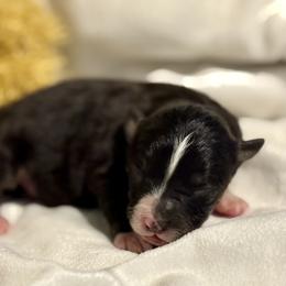 Black and White BI male - Black & white male Toy Australian Shepherd puppy in Brashear, Texas from Double R farms