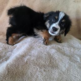 Yarrow - Black tri male Miniature Australian Shepherd puppy in Copperas Cove, Texas from Hidden Leaf Aussies