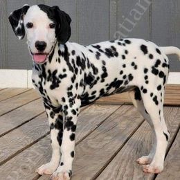 Dalmatians from PorterHaus Dalmatians