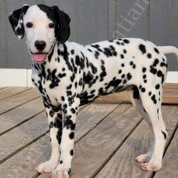 Dalmatians from PorterHaus Dalmatians