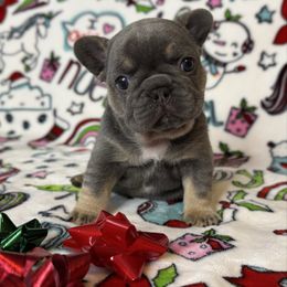Jackson 5 - Tricolors male French Bulldog puppy in Sterling Heights, Michigan from Freshwater Frenchies