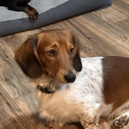 Dug - Dachshund