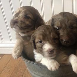 Australian Shepherds from Stedelin Farm