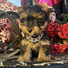 Tonka - Black and gold male Yorkshire Terrier puppy in Taylorsville, North Carolina from SilverLining highlands and hounds