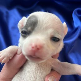 Dasher - White male Chihuahua puppy in Framingham, Massachusetts from Boston Chi Chis