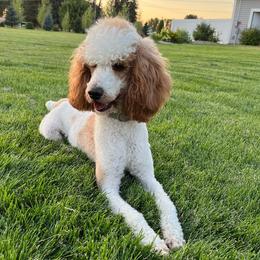 Sarge - Poodle
