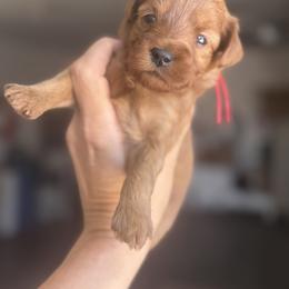 KENNEDY - Red  female Goldendoodle puppy in Meridian, Idaho from Country Club Doodles