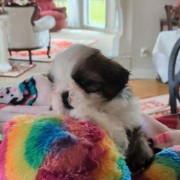 Justin - Gold and white male Shih Tzu puppy in Pleasant Hill, Missouri from Misty Dajavue Shih-Tzu
