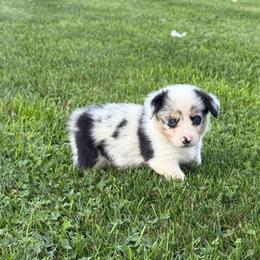 Yarrow - Blue merle and white male American Corgi puppy in Scottown, Ohio from Wyndy Ridge Corgis