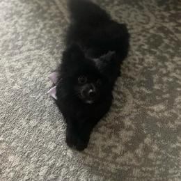 Pomeranian puppies from Buffalo Pomeranians 716