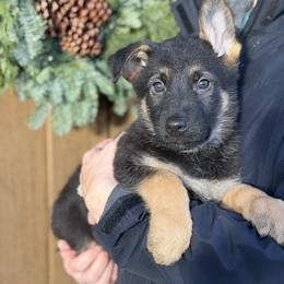 Green-Haunt - Black and tan male German Shepherd puppy in Medical Lake, Washington from Nine Realms German Shepherds