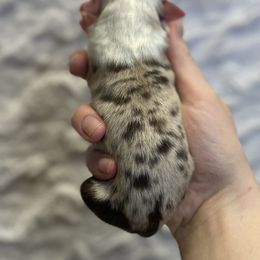 Red Merle male NBT 3 - Red merle male Toy Australian Shepherd puppy in Riverton, Utah from Iron Spirit Homestead & Aussies