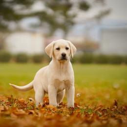 BMSD MAPLE - Yellow female Labrador Retriever puppy in Ridgecrest, California from Black Mountain Service Dogs