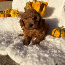 Winnie- 8508 - Red  female Goldendoodle puppy in Wever, Iowa from JK Royal Lines