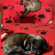 Baby - Brown and white female Shichon puppy in Imperial, Missouri from Shichon Teddybear  puppies of Miss