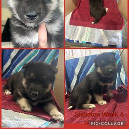 Skeleton - Black tan and white female Siberian Husky puppy in Canton, Ohio from Bleu Skies Siberian Huskies