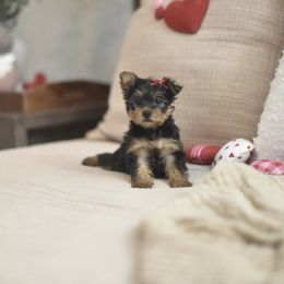 Yorkshire Terrier Puppies from Louie yorkie crustables