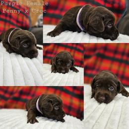 Purple Collar - Chocolate female Labrador Retriever puppy in Boyd, Minnesota from Lindley Labradors