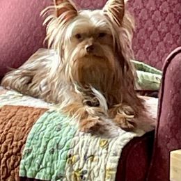Snap - Yorkshire Terrier