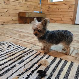 Dorothy - Blue and gold female Yorkshire Terrier puppy in Mountain Grove, Missouri from Precious Puppies