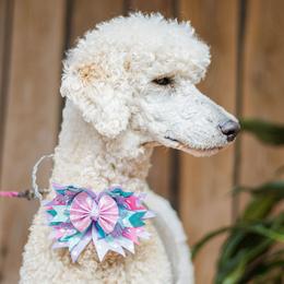Aussiedoodles and Springerdoodles from Deek’s Designer Doodles