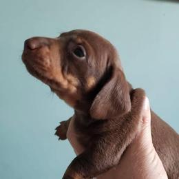 Bruno - Chocolate and tan male Dachshund puppy in Purmela, Texas from FLYING L Dachshund Academy