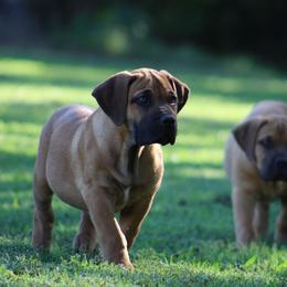 Lily (Hot pink) - Reddish brown female Boerboel puppy in Shawnee, Oklahoma from TXT Boerboels
